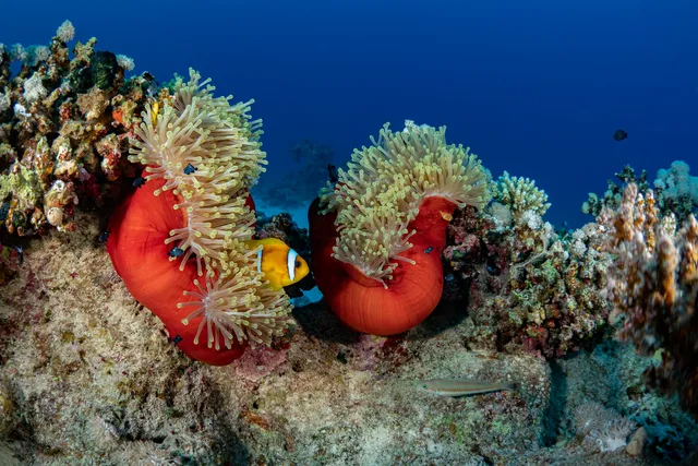 Red Sea