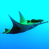Logo de Cap Dive